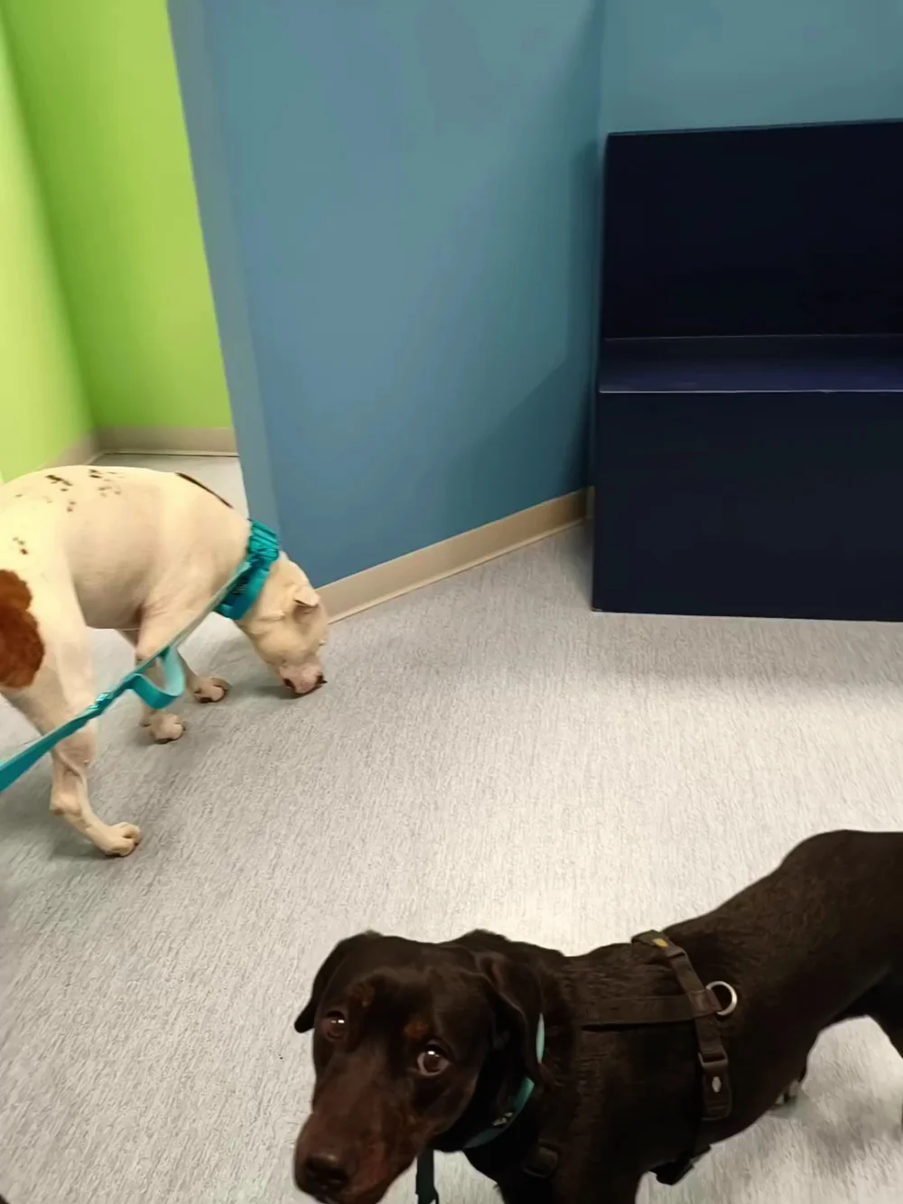 AniCura Clinica Veterinaria San Siro - 2