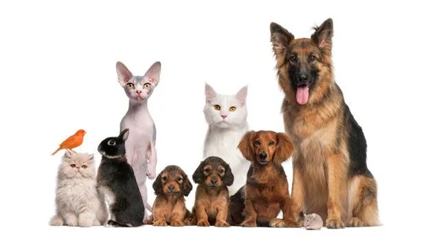 Clinica Veterinaria Corsica