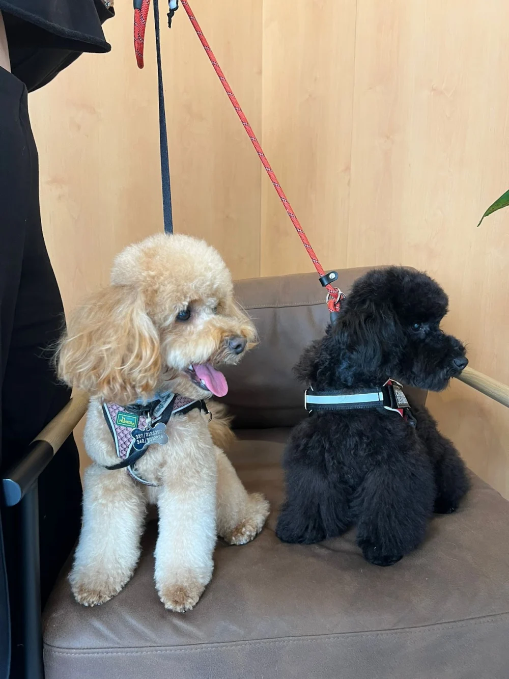 PETLAND CITYLIFE —Toelettatura e Shop